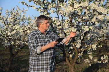 Ziraat Mühendisi veya çiftçi incelemek orchard, çiçeklenme kiraz ağaçlarında tablet kullanma
