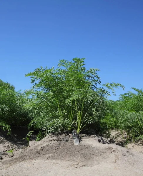 Landwirtschaft Grüne Blätter Von Möhrenpflanzen Auf Dem Feld Mit Bewässerungssystem — Stockfoto