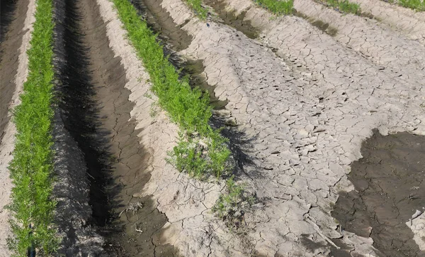 稻草人的绿叶在田里排成一排 在夏天用干湿的土地耕作 — 图库照片