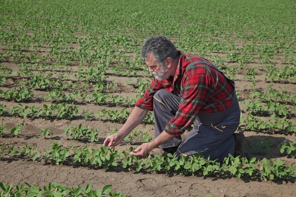 Agricultor Agrônomo Inspecionando Plantas Soja Verde Campo Agricultura Primavera — Fotografia de Stock