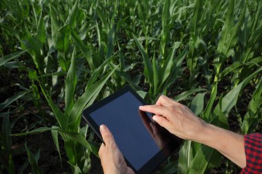 Kadın tarımcı ya da çiftçi tablet kullanarak yeşil mısır tarlasının kalitesini denetliyor