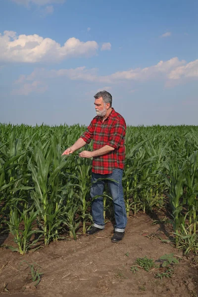 畑のトウモロコシの作物や植物の品質を検査する農家や農学者 初夏の農業 — ストック写真