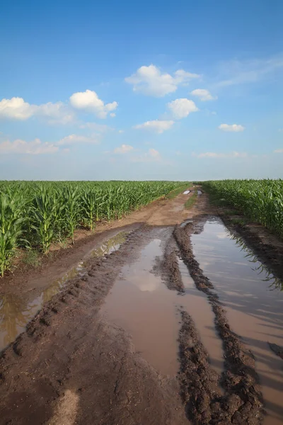 Zielone Rośliny Kukurydzy Polu Drogi Kraju Błękitne Niebo Deszczu Wiosną — Zdjęcie stockowe