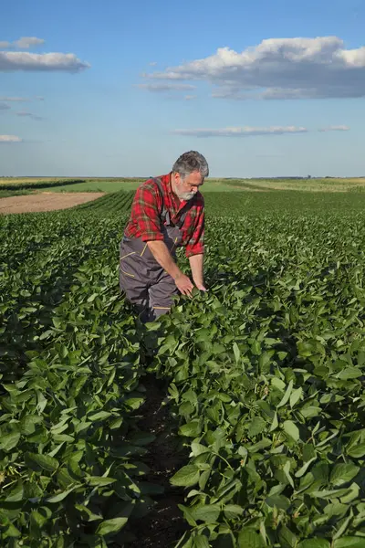 农民或农学家在春末或夏初考察田里 农业中的绿色大豆植物 图库图片