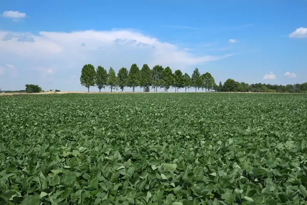 Grüne Sojabohnenpflanze Feld Mit Bäumen Hintergrund Und Blauem Himmel Und Stockbild