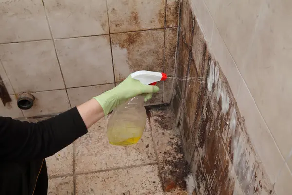 女用手在肮脏瓷砖 脏乱和肮脏的浴室中喷洒防护手套清洁剂 情况非常糟糕 图库图片