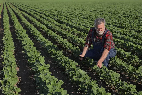 Фермер Агроном Зеленом Соевом Поле Изучает Урожай Помощью Планшета Лицензионные Стоковые Изображения