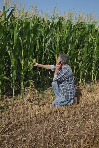 农民或农学家在田间和使用手机 初夏的玉米厂质量检测 免版税图库照片