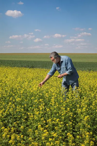 Фермер Агроном Проверяет Качество Канолы Ранней Весной Помощью Планшета Стоковое Изображение