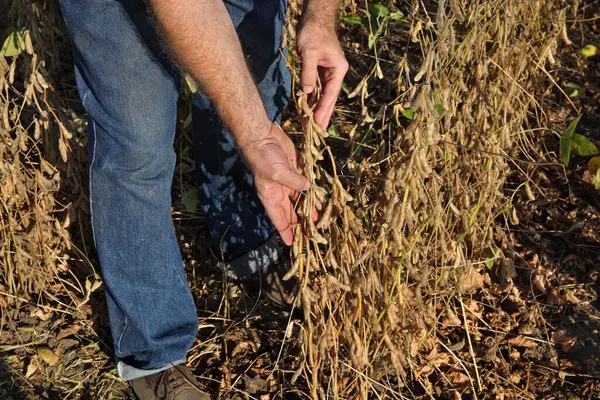 Landwirt Oder Agronom Untersucht Erntereife Sojabohnenpflanze Auf Dem Feld lizenzfreie Stockbilder
