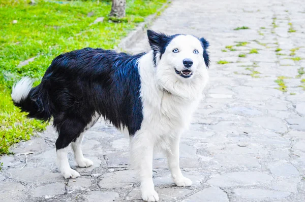 Собака Гуляє Парку — стокове фото