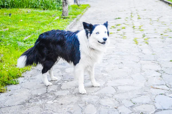 Pies Spacerujący Parku — Zdjęcie stockowe