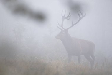 Kırmızı Geyik (Cervus elaphus) geyiği çiftleşme mevsiminde. Bieszczady Dağı, Karpatlar, Polonya.