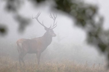 Kırmızı Geyik (Cervus elaphus) geyiği çiftleşme mevsiminde. Bieszczady Dağı, Karpatlar, Polonya.