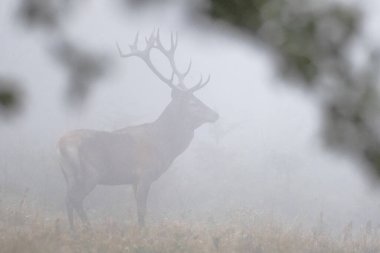 Kırmızı Geyik (Cervus elaphus) geyiği çiftleşme mevsiminde. Bieszczady Dağı, Karpatlar, Polonya.