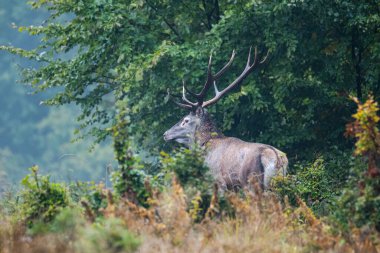 Kırmızı Geyik (Cervus elaphus) geyiği çiftleşme mevsiminde. Bieszczady Dağı, Karpatlar, Polonya.