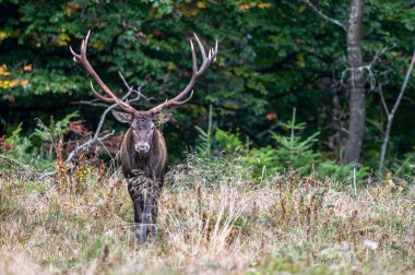 Kırmızı Geyik (Cervus elaphus) geyiği çiftleşme mevsiminde. Bieszczady Dağı, Karpatlar, Polonya.