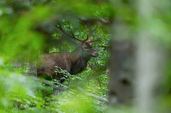Red Deer Cervus Elaphus Stag Rutting Season Bieszczady Mts Carpathians — Stock Photo, Image