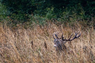 Kırmızı Geyik (Cervus elaphus) geyiği çiftleşme mevsiminde. Bieszczady Dağı, Karpatlar, Polonya.