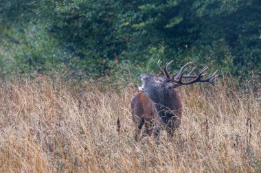 Kırmızı Geyik (Cervus elaphus) geyiği çiftleşme mevsiminde. Bieszczady Dağı, Karpatlar, Polonya.