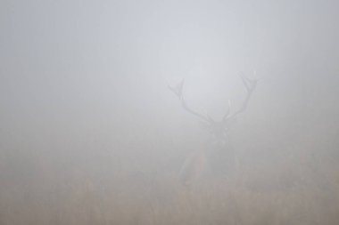 Kırmızı Geyik (Cervus elaphus) geyiği çiftleşme mevsiminde. Bieszczady Dağı, Karpatlar, Polonya.