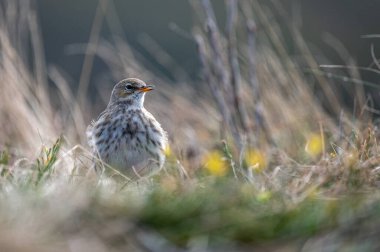 Water pipit (Anthus spinoletta). Bieszczady National Park, Poland.