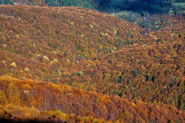 Dağlarda sonbahar renkleri, Bieszczady Ulusal Parkı, Karpatlar, Polonya.