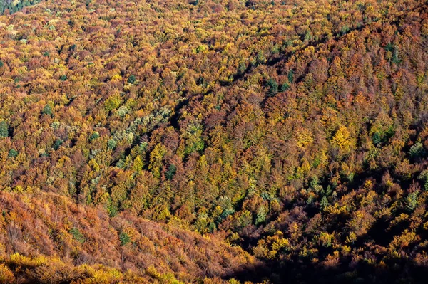 Éclatement Couleurs Automnales Dans Les Montagnes Parc National Bieszczady Carpates — Photo