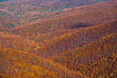 Renkli sonbahar dağ manzarası, Bieszczady Dağları, Karpatlar, Polonya.