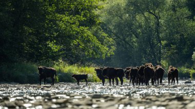 European Bison, Wisent, Bison bonasus. Bieszczady, Carpathians, Poland.