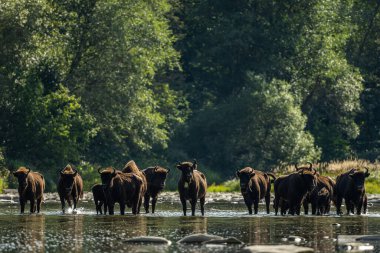 European Bison, Wisent, Bison bonasus. Bieszczady, Carpathians, Poland.