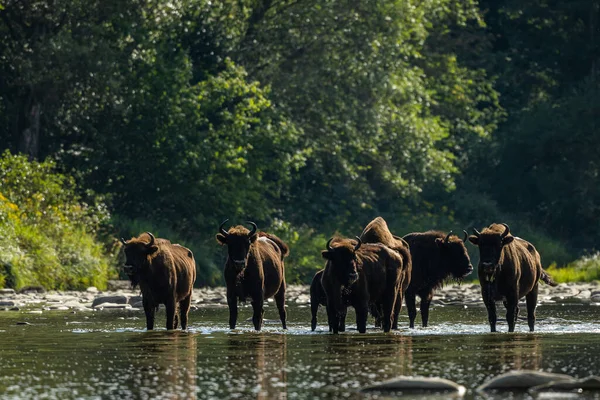 European Bison Wisent Bison Bonasus Bieszczady Carpathians Poland — Fotografia de Stock