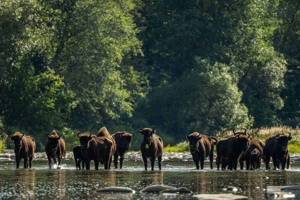 European Bison Wisent Bison Bonasus Bieszczady Carpathians Poland — стокове фото