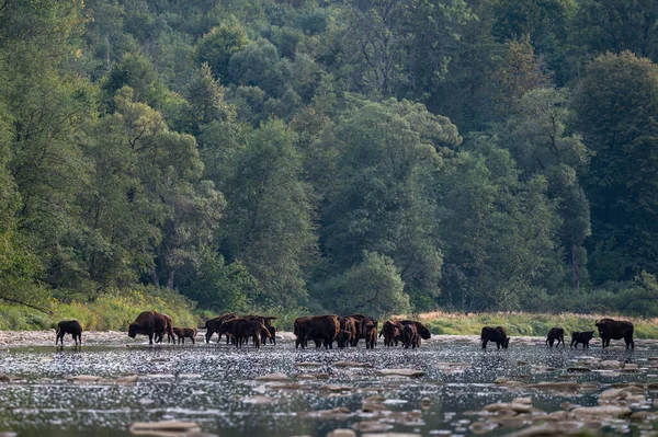 European Bison, Wisent, Bison bonasus. Bieszczady, Carpathians, Poland.