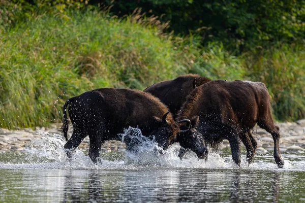 stock image European Bison, Wisent, Bison bonasus. Bieszczady, Carpathians, Poland.