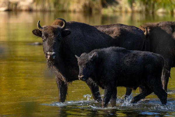 河里有一群欧洲野牛 明智的 Bison Bonasus 波兰喀尔巴阡山脉Bieszczady — 图库照片