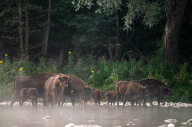 European Bison, Wisent, Bison bonasus. Bieszczady, Carpathians, Poland.