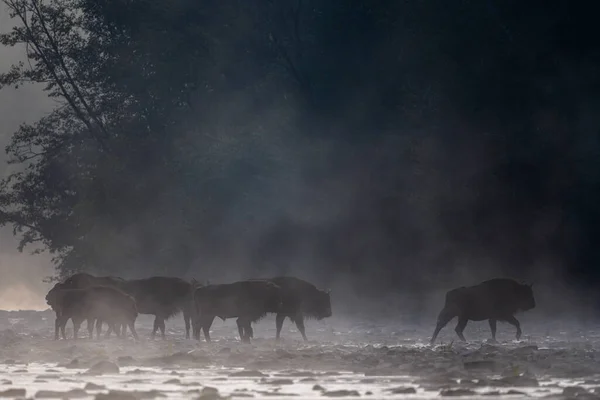 European Bison Wisent Bison Bonasus Bieszczady Carpathians Poland — Stok fotoğraf