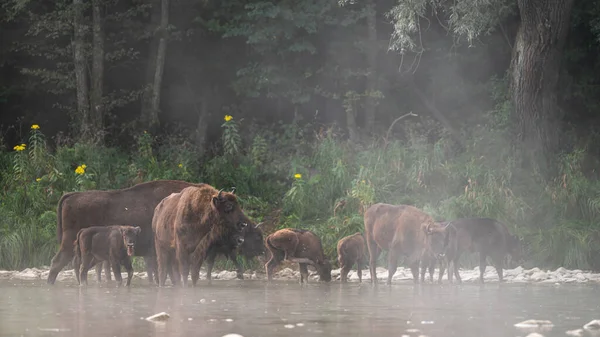 European Bison Wisent Bison Bonasus Bieszczady Carpathians Poland — 스톡 사진