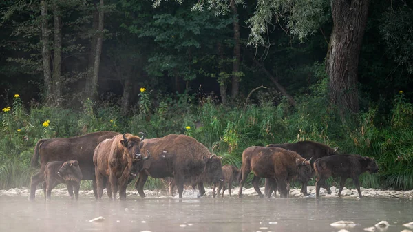 European Bison Wisent Bison Bonasus Bieszczady Carpathians Poland — Φωτογραφία Αρχείου