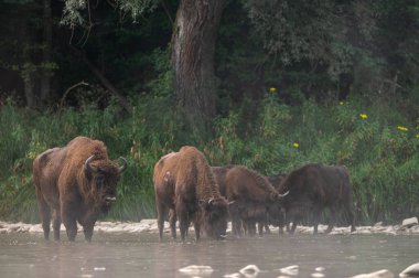 European Bison, Wisent, Bison bonasus. Bieszczady, Carpathians, Poland.