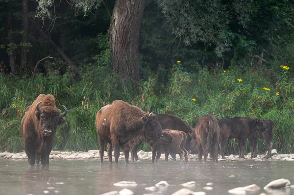 European Bison Wisent Bison Bonasus Bieszczady Carpathians Poland — Stok fotoğraf