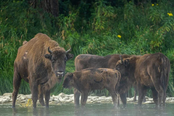 European Bison Wisent Bison Bonasus Bieszczady Carpathians Poland — стокове фото