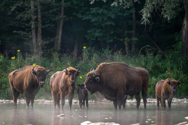 European Bison Wisent Bison Bonasus Bieszczady Carpathians Poland — Fotografia de Stock