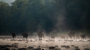 European Bison, Wisent, Bison bonasus. Bieszczady, Carpathians, Poland.