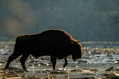 European Bison, Wisent, Bison bonasus. Bieszczady, Carpathians, Poland.