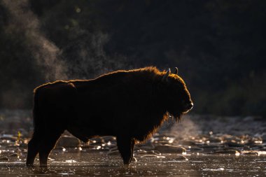 European Bison, Wisent, Bison bonasus. Bieszczady, Carpathians, Poland.