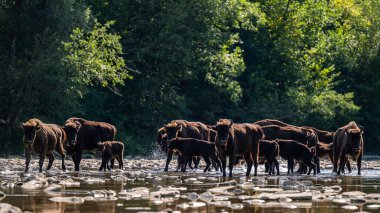 European Bison, Wisent, Bison bonasus. Bieszczady, Carpathians, Poland.