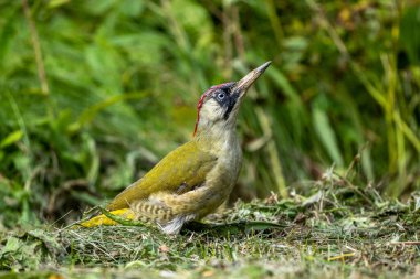 Çayırda Avrupa yeşil ağaçkakanı (Picus viridis). Bieszczady, Karpatlar, Polonya.