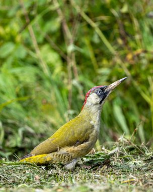 Çayırda Avrupa yeşil ağaçkakanı (Picus viridis). Bieszczady, Karpatlar, Polonya.